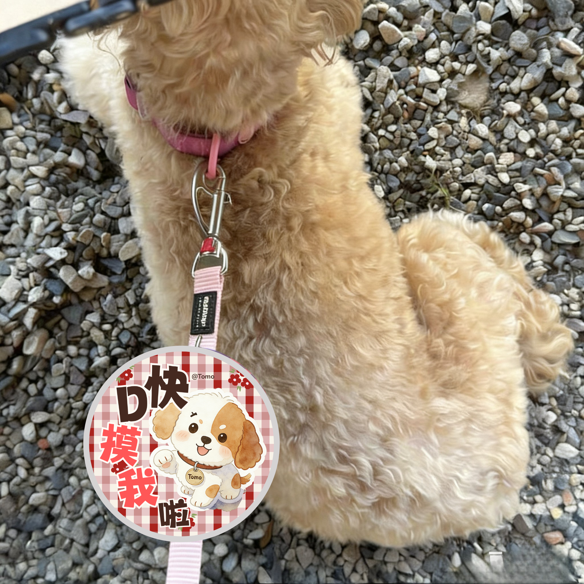 Tomo小狗 社交魔術貼
